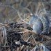 Squirrel 180109_1